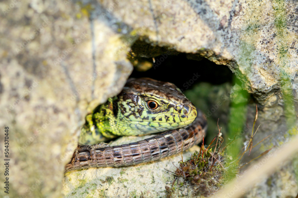 Eine männliche Zauneidechse versteckt und tarnt sich gut auf einem warmen Stein. Eine männliche Zauneidechse versteckt und tarnt sich gut auf einem warmen Stein.
