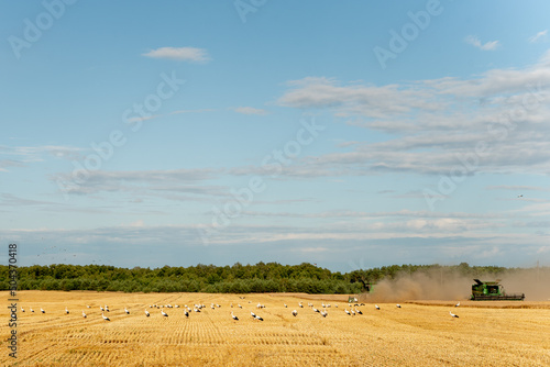 Combine harvester harvests ripe wheat. A flock of storks during the harvest near two green combines. Concept of a rich harvest. Agriculture.  