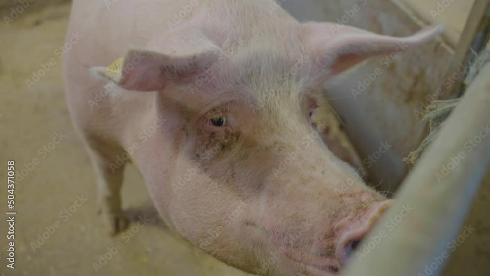 Sow Pig Looking At Camera Standing Inside Its Pen With Piglets. - close up Sow Pig Looking At Camera Standing Inside Its Pen With Piglets. - close up