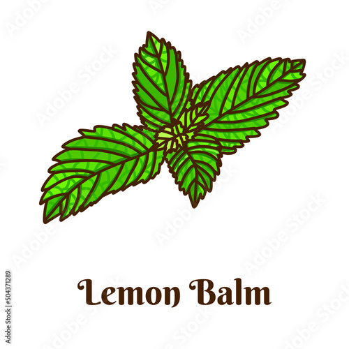 Hand drawn vector illustration of lemon balm isolated on white background.