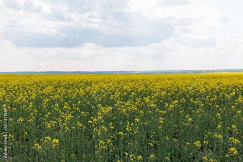 Cultivated yellow raps field in Ukraine. Agricultural concept of growing oil rapeseed