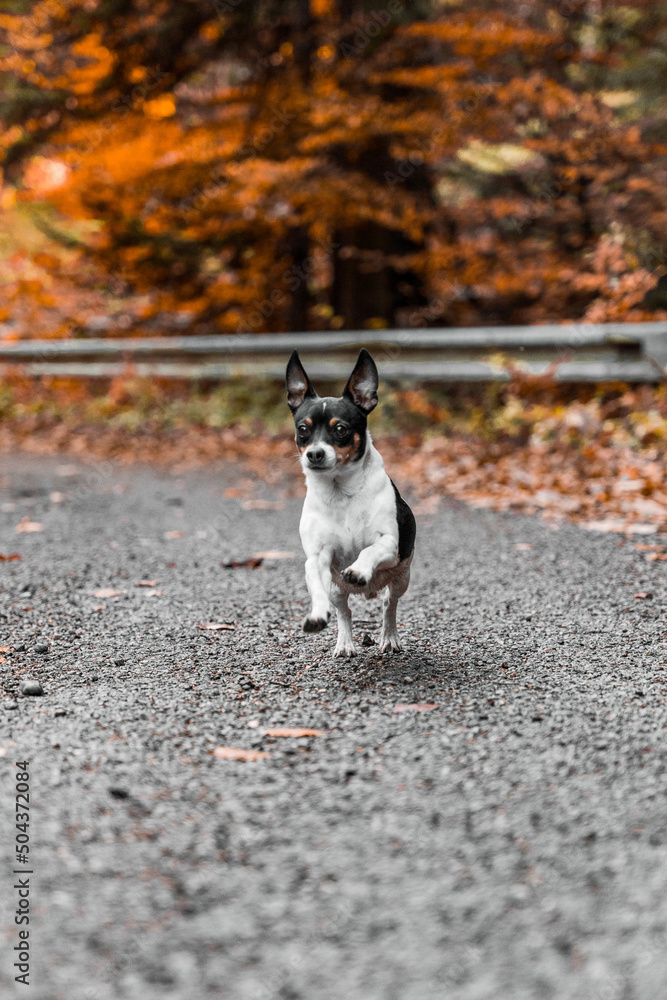 dog in fall time dog in fall time