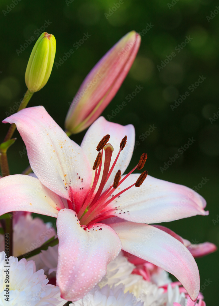 Colorful lily flower isolated om green background.