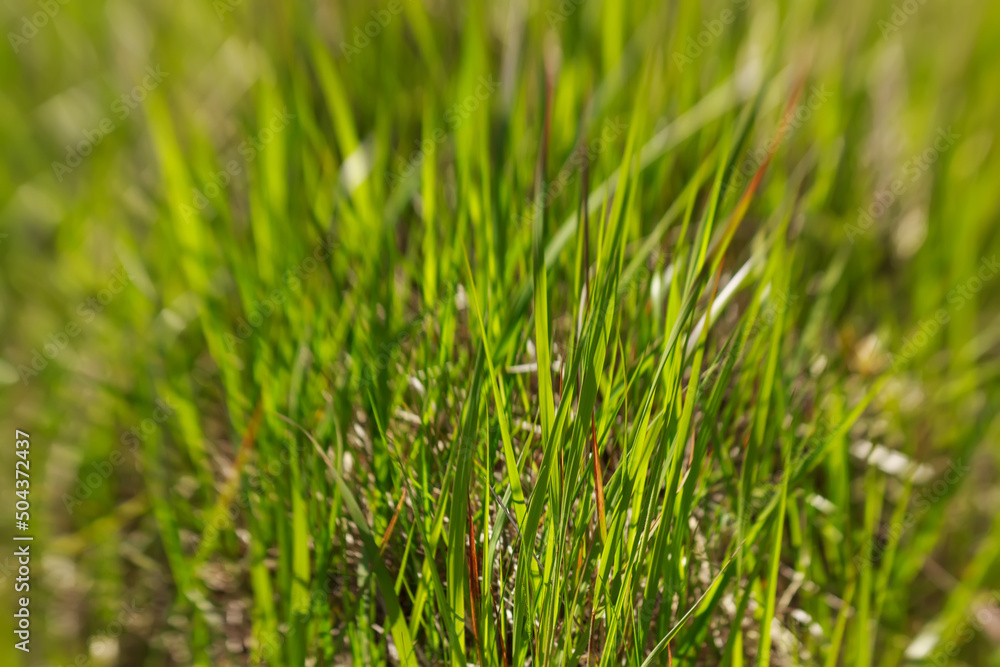 Grass in a beautiful bokeh
