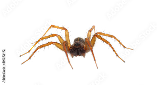 Mediterranean funnel weaver spider isolated on white background, Lycosoides coarctata male © Danut Vieru