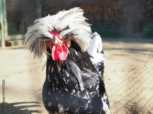 Portrait of White-crested Black Polish cock (Gallus gallus domesticus)