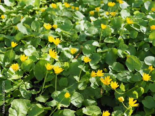 Fototapeta Naklejka Na Ścianę i Meble -  A group of yellow buttercup flowers with green leaves is in the summer forest
