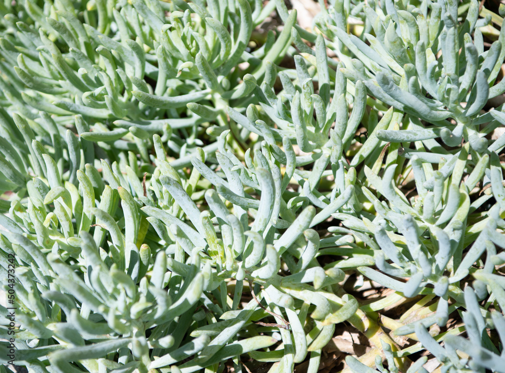 green succulent nature background of cactus plant green succulent nature background of cactus plant