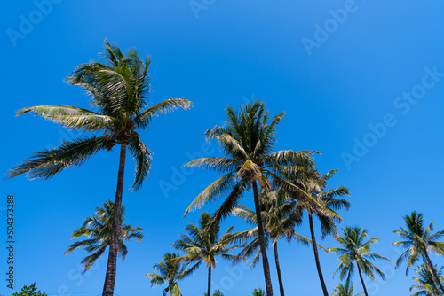summer vacation with palm trees on blue sky background, low angle