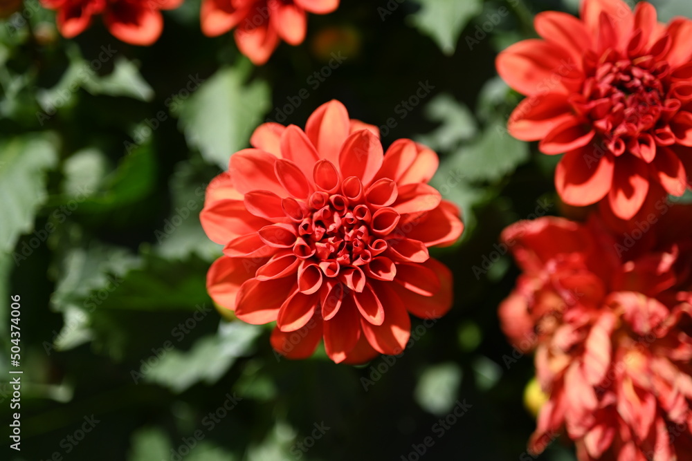 Dahlia flower garden in summer. dahlia flower in a flower bed. Close-up Dahlia flower garden in summer. dahlia flower in a flower bed. Close-up
