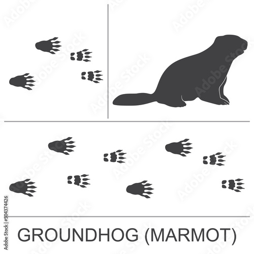 Silhouette of a groundhog(marmot) and prints of hind and fore paws. Vector illustration.