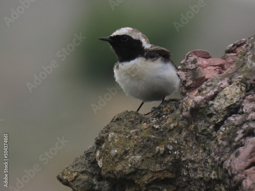 фотографія Pied wheatear (Oenanthe pleschanka) perched on a rock in front of a grey background, looking up towards the sky in a rock quarry