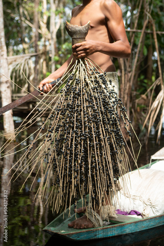 Man holding bunch of fresh acai fruit in amazon rainforest in summer sunny day. Concept of environment, ecology, sustainability, biodiversity, superfood, bioeconomy, healthy food. Amazonas, Brazil. photo