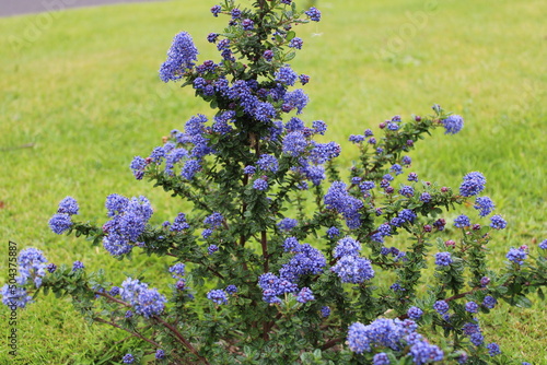 Ceanothus Dark Star Shrub also known as California lilac or Soap bush with its deep blue purple flowers and ovate leaves