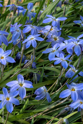 cluster of blue flowers of Ipheion uniflorum (star of spring) close-up photo