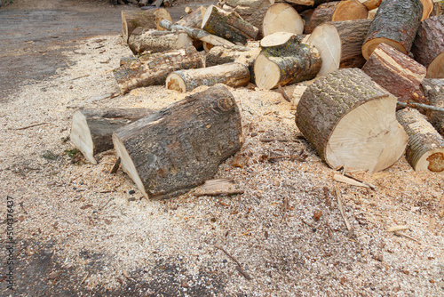 Wallpaper Mural Sawn logs of firewood lying on the asphalt among the sawdust. A bunch of freshly sawn firewood. Torontodigital.ca
