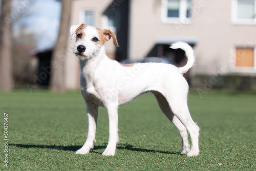 Foto Summer portrait of funny smiling white parson russell terrier with sable markings on a face