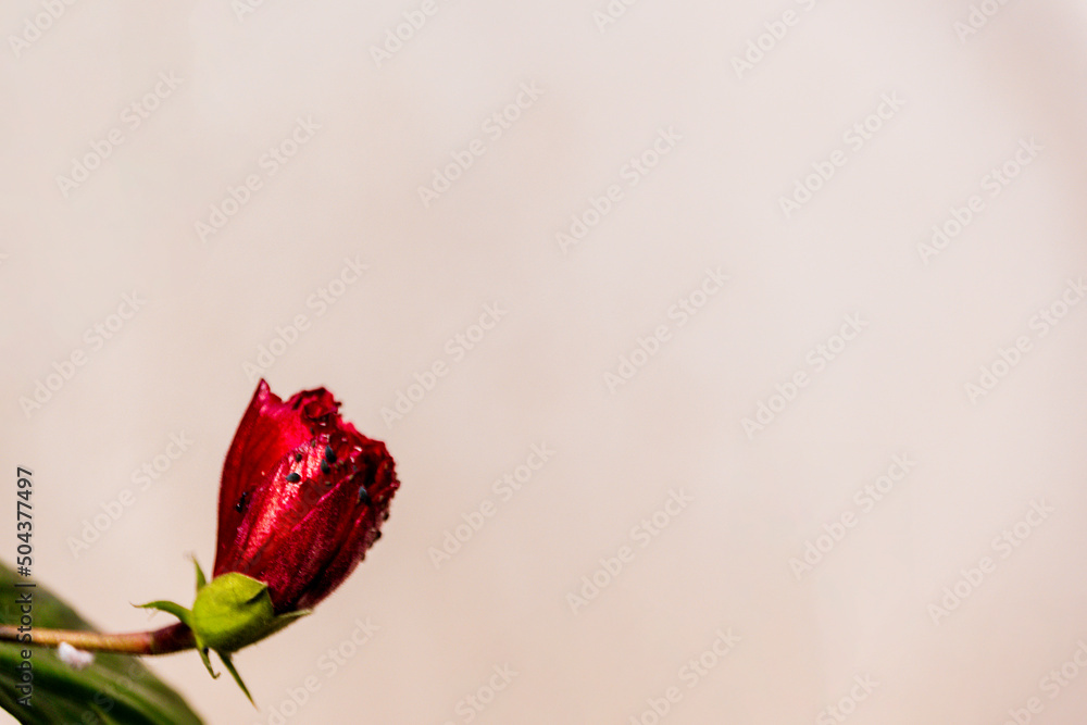 Obraz premium Hibiscus bud also known as joba flower isolated