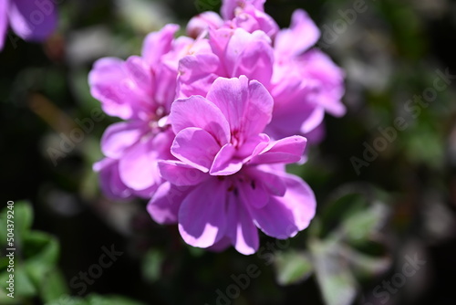  Pelargonium graveolens  Citronella   often sold as Pelargonium citrosum  cultivar with deeply divided leaves and citronella like scent when crushed  not mosquito repellent