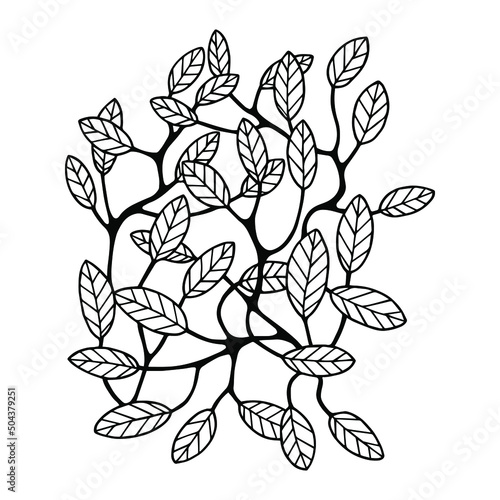 Branch with leaves. Vector stock illustration eps10. Outline  isolate on white background. Hand drawn.