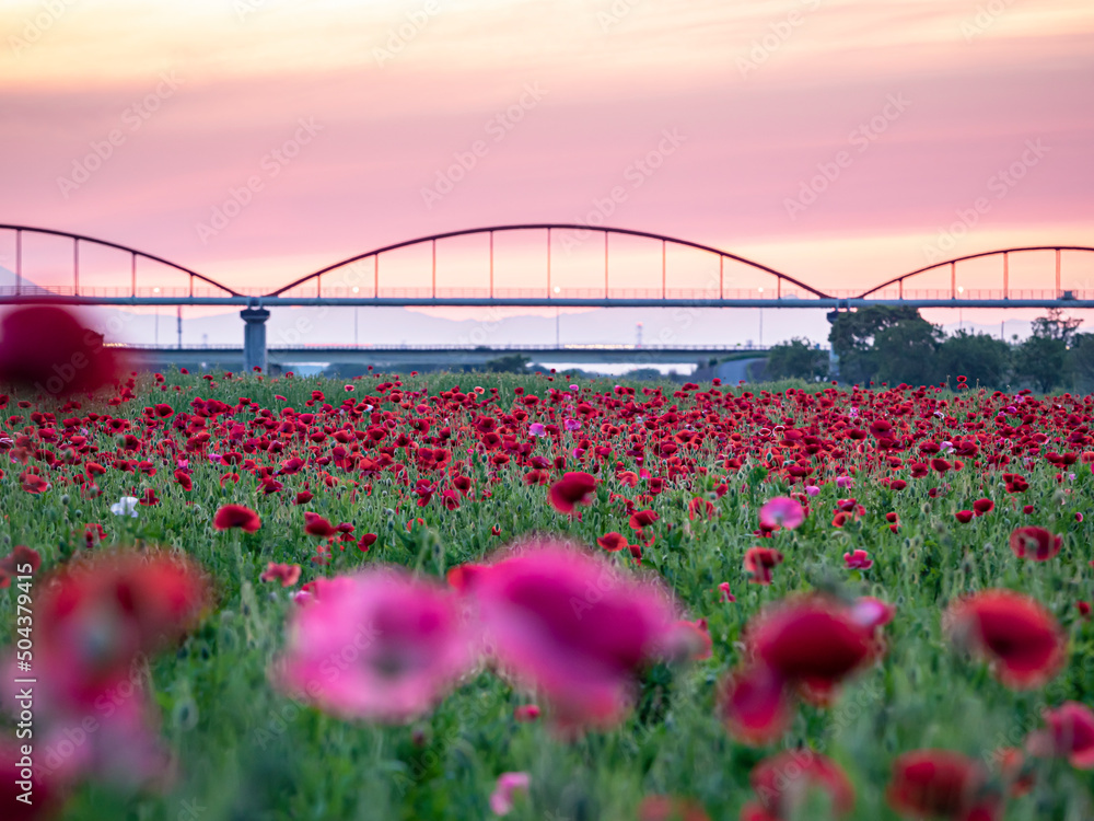 こうのす花まつり 夕焼けのポピー花畑