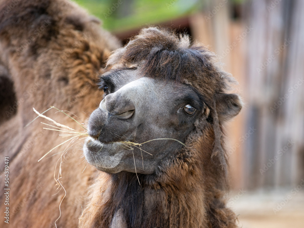Obraz premium portrait of a camel with a straw in its mouth