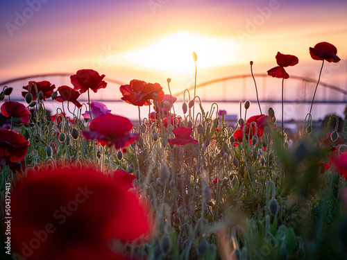 こうのす花まつり　夕焼けのポピー花畑