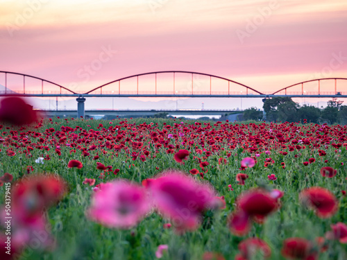 Obraz na płótnie こうのす花まつり 夕焼けのポピー花畑 w salonie