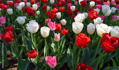 White, red and pink tulips flower bed
