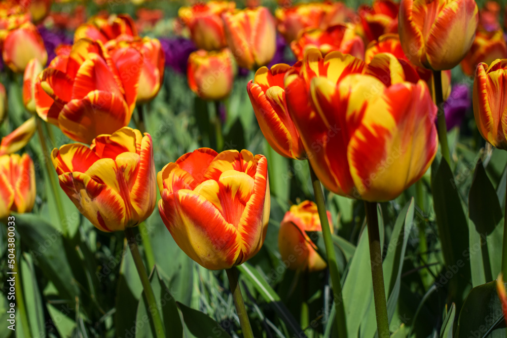 Red yellow tulips in the sunny day