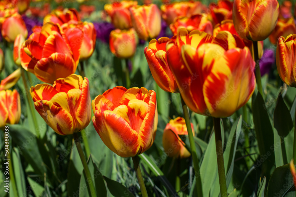 Red yellow tulips in the sunny day Red yellow tulips in the sunny day