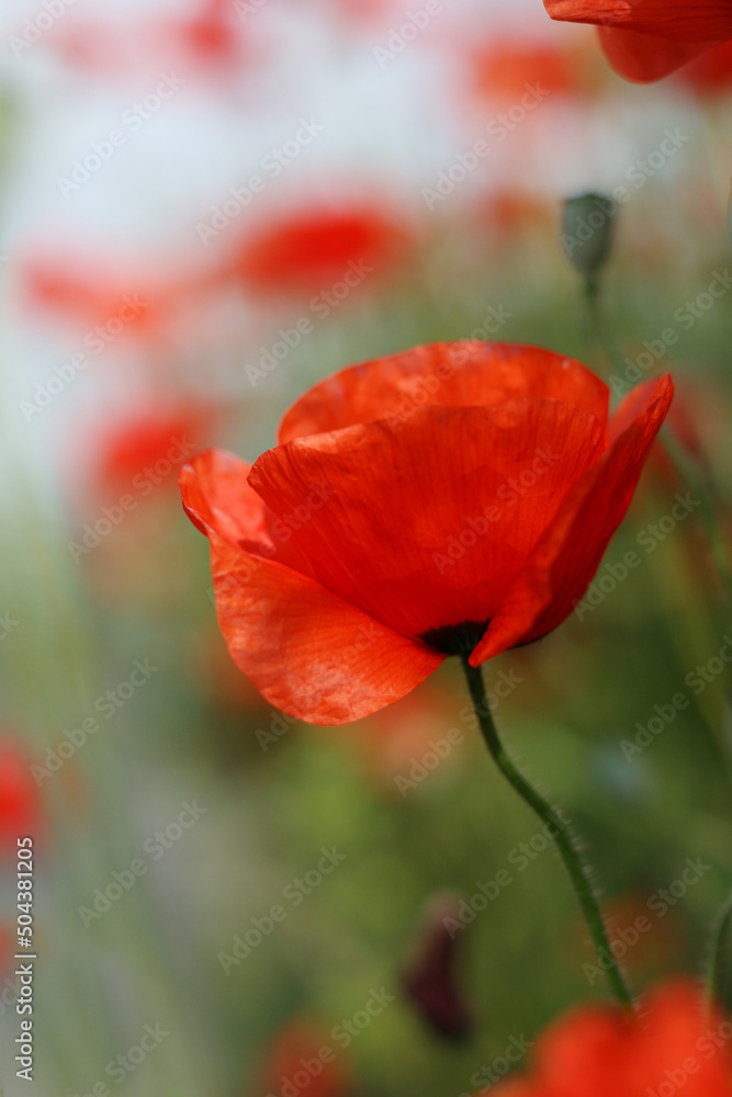 Naklejka premium Wild Poppy. Poppy Flower. Close-Up