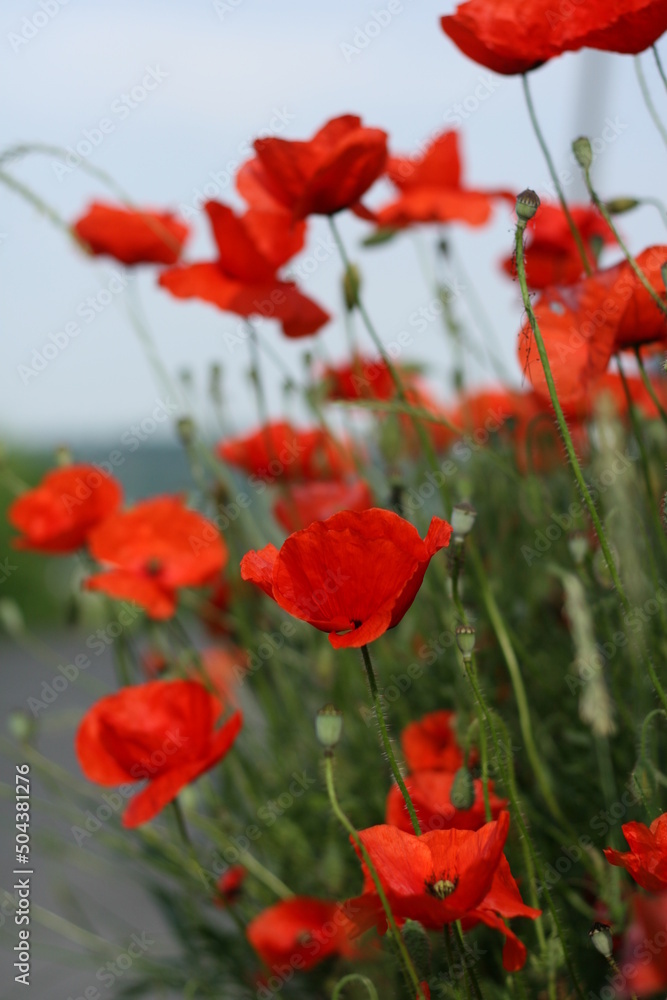Naklejka premium Close-Up Of Poppies Blooming On Field Against Sky - Stock-Fotografie. Poppy Flowers.