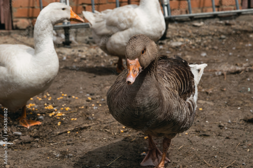 Domestic goose. Goose farm. geese on the farm. A gray goose feeds in a rural yard. A grey goose walks on a sunny day. Waterfowl. The concept of poultry farming. Domestic goose. Goose farm. geese on the farm. A gray goose feeds in a rural yard. A grey goose walks on a sunny day. Waterfowl. The concept of poultry farming.