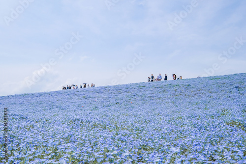 茨城県ひたちなか市のネモフィラ畑 © Kazu8