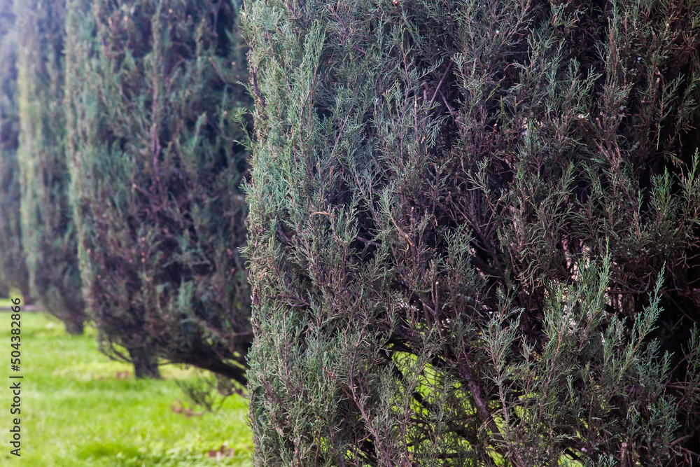 Green thuja trees close-up on the lawn. Green thuja trees close-up on the lawn.