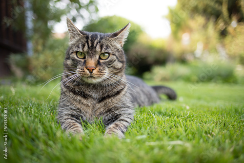 Tabby cat lies attentively on the grass and curiously looks past the camera to the left. Gray brown cat in the garden and watches what is happening.