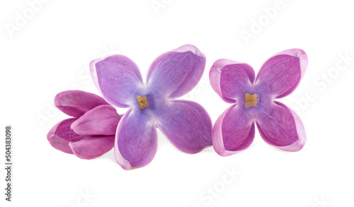 Lilac flowers isolated on a white background. Deep focus. Macro image.