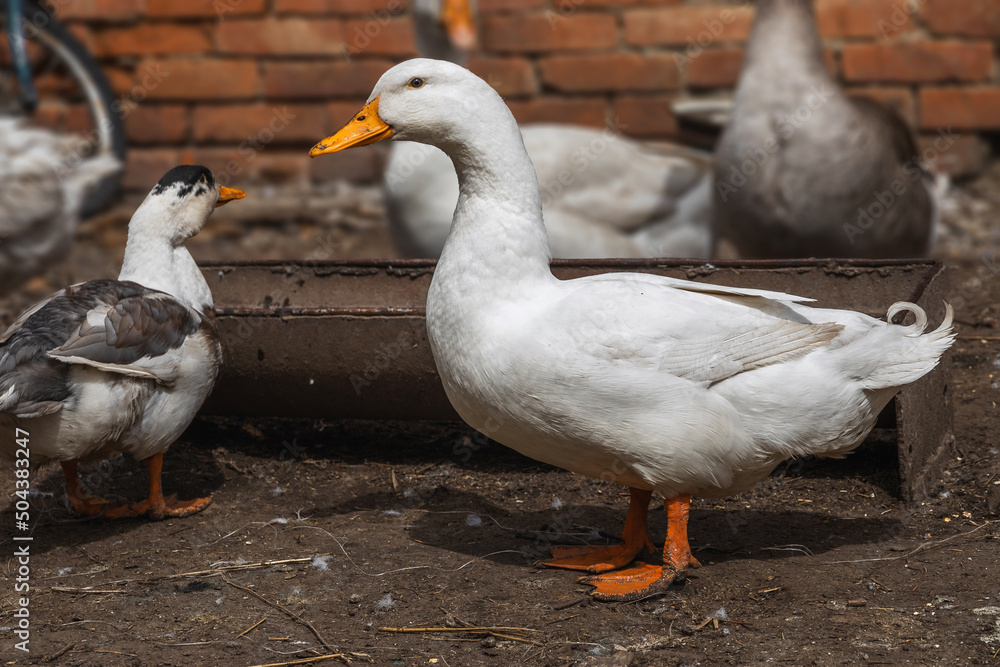 Portrait of a white duck on a blurred background of a brick wall. A white duck walks on a sunny day. A domestic waterfowl white duck feeds in a rural yard. Waterfowl. Portrait of a white duck on a blurred background of a brick wall. A white duck walks on a sunny day. A domestic waterfowl white duck feeds in a rural yard. Waterfowl.