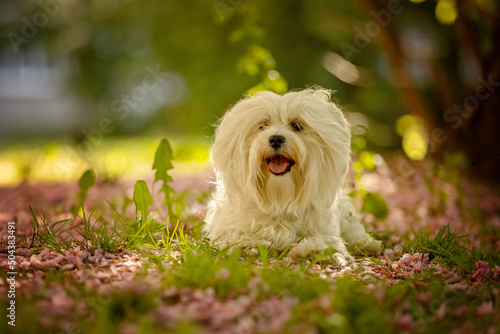 Maltese dog in the summer park
