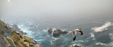 Gaviotas volando sobre el mar