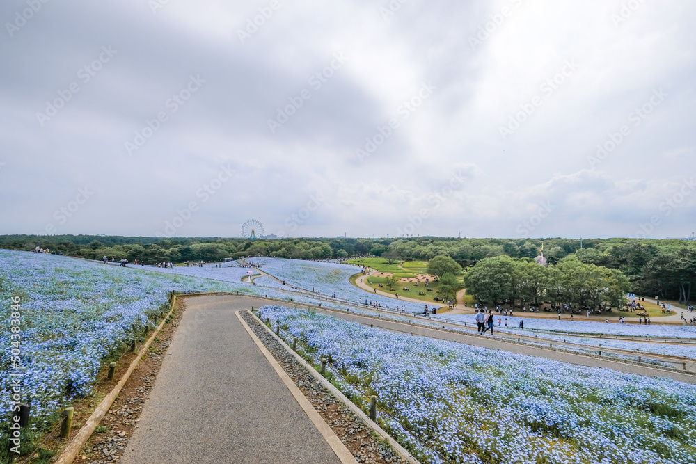 Obraz premium 茨城県ひたちなか市のネモフィラ畑