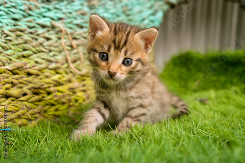 Bengal kitten on green grass. A cute spotted kitten outdoors in the grass. Summertime adventure. The kitten is 2 weeks old