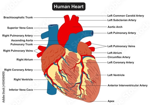 Human exterior heart muscle anatomy infographic diagram for physiology medical science education arteries and veins circulatory system aorta ventricle atrium 3d cartoon vector drawing structure parts