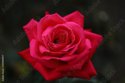 single red rose