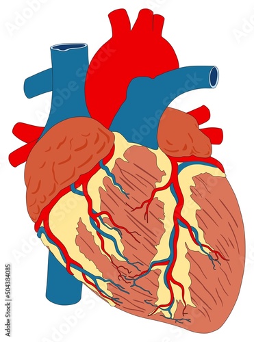 Human exterior heart muscle anatomy infographic diagram for physiology medical science education arteries and veins circulatory system aorta ventricle atrium 3d cartoon vector drawing structure parts