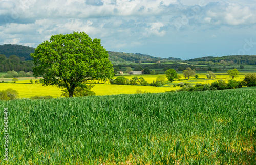 Beautiful countryside in Spring time around the rural hamlet of Kilburn, near Thirsk in North Yorkshire. Arable fields with growing crops and yellow oil seed rape.  Horizontal.  Space for copy. photo