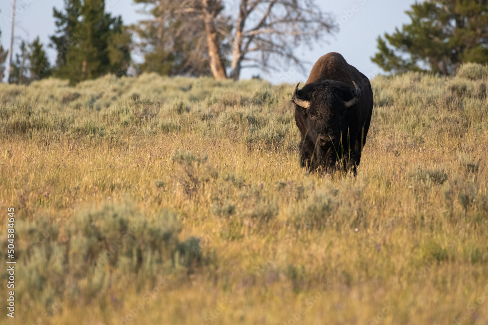 Bison Walks Down HIll In Grassy Field