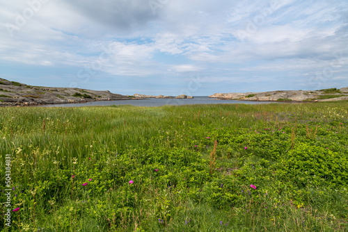 Green fields. West coast archipelago in Sweden. Gothenburg region. North. Nature. Background 