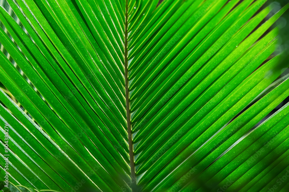 Сlose up of leaf. Palm leaf texture, background Сlose up of leaf. Palm leaf texture, background